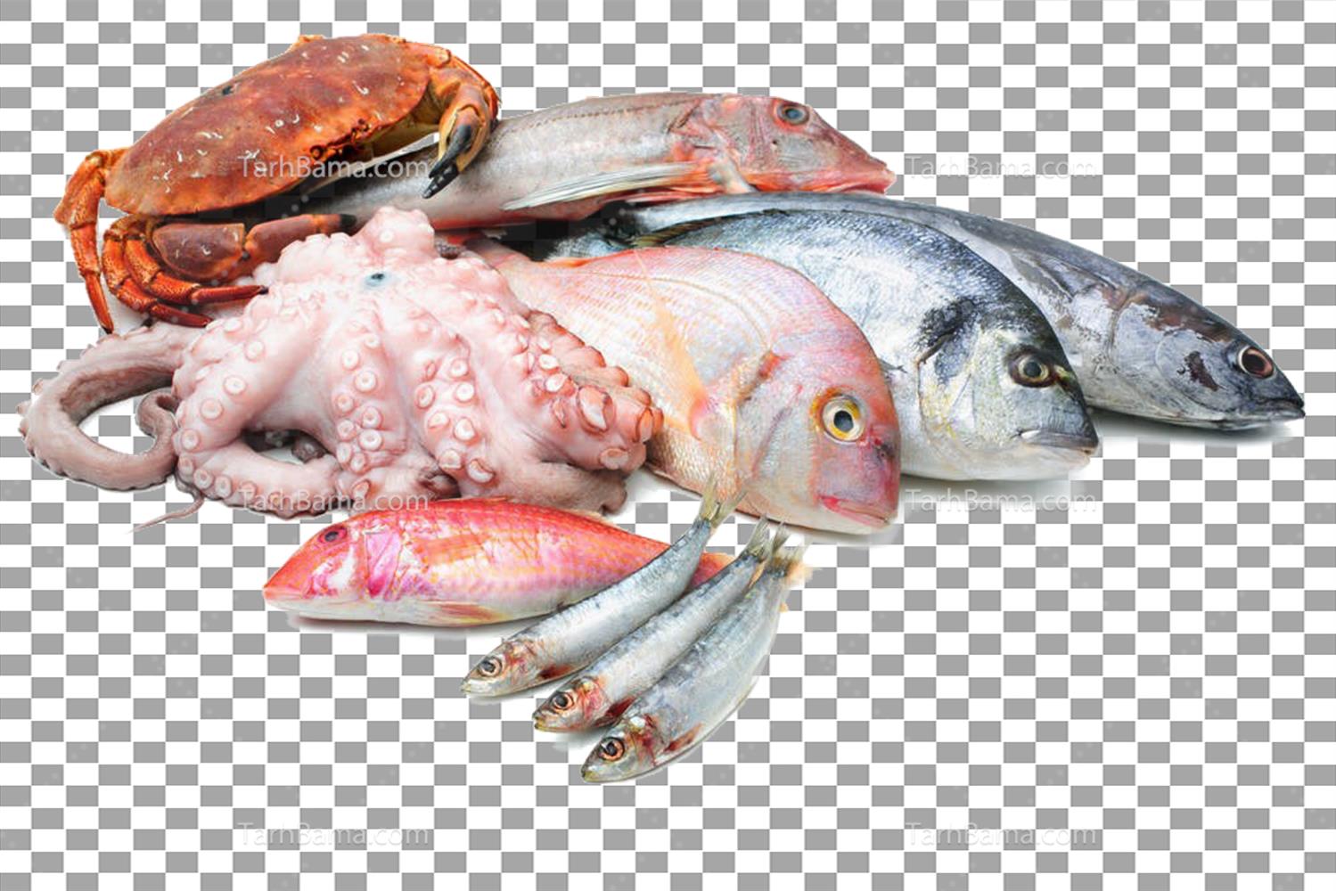 تصاویر گوشت، مرغ و ماهی